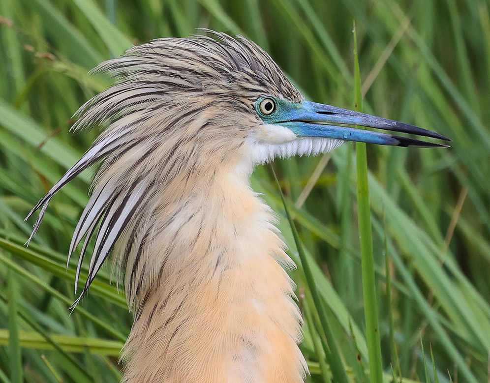 Squacco Heron